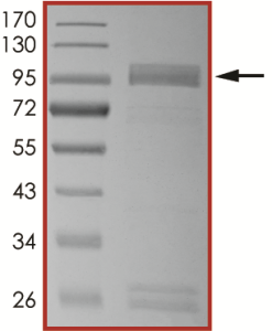 EGFR (T790M L792F L858R), Active